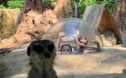 Bulle de plexiglas dans l'enclos des suricates au John Ball Zoo Bulle de plexiglas dans l'enclos des suricates au John Ball Zoo